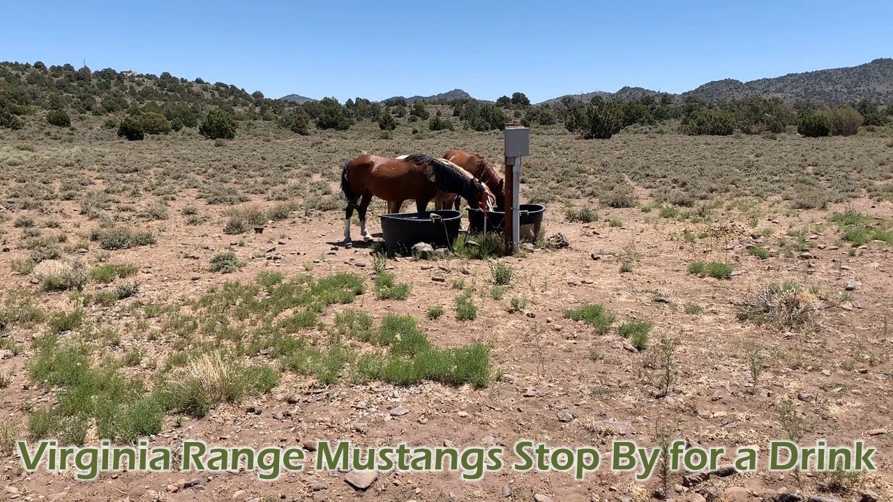 Virginia Range Mustangs Stop by for a Drink