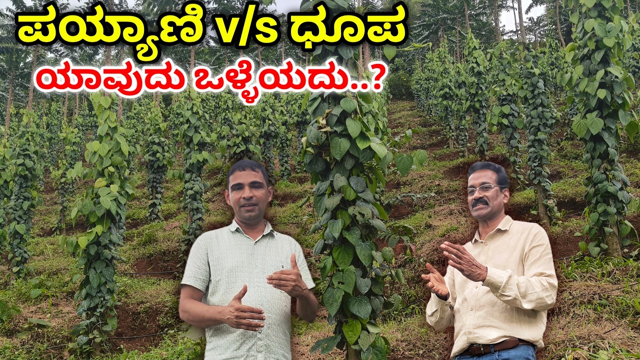 ಧೂಪ - ಪಯ್ಯಾನಿಯಲ್ಲಿ ಯಾವುದು ಒಳ್ಳೆಯದು..? Black pepper supporting plant. Dhoopa v/s Payyani.