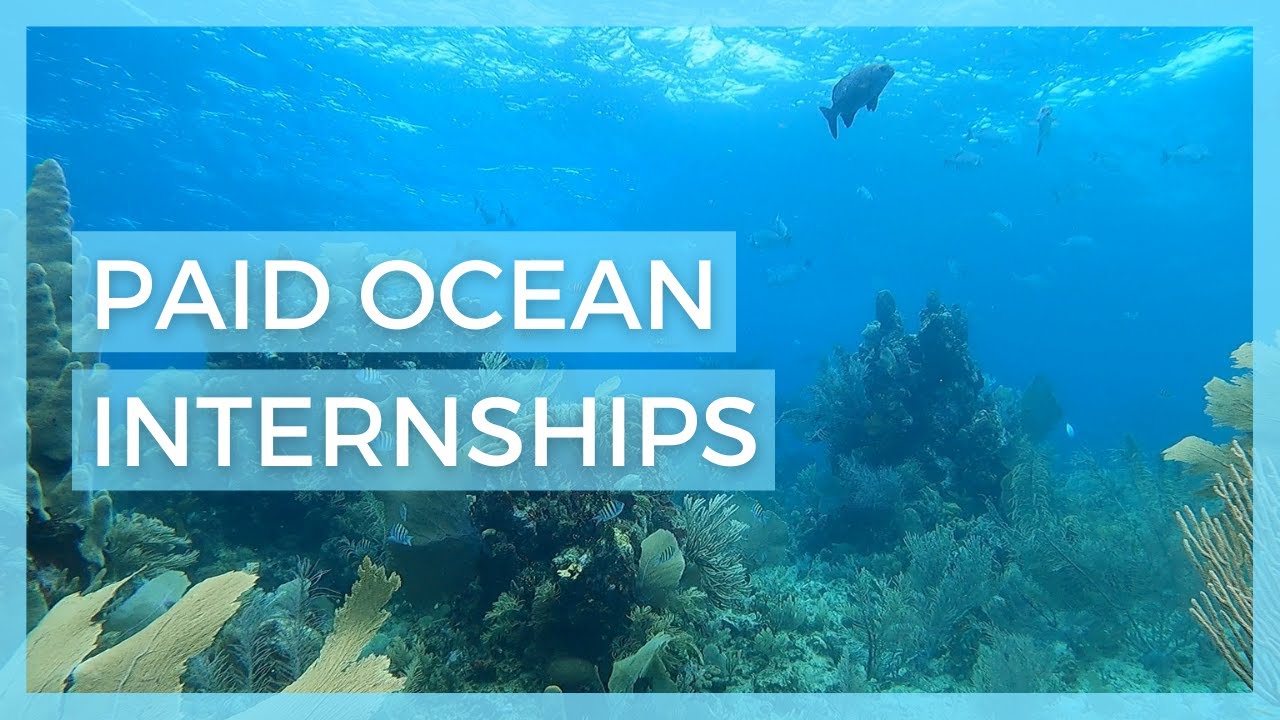 6 PAID Marine Biology Internships for Undergraduates // Paid Biology Internships