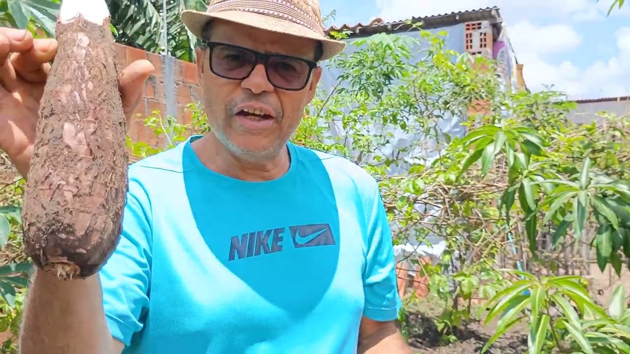 DIFERENCIA DA MACAXEIRA E MANDIOCA BRABA