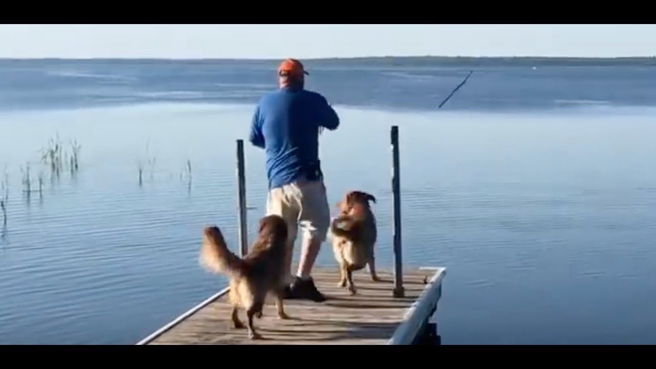 Hunting Dog vs. House Dog: A Hilarious Water Showdown