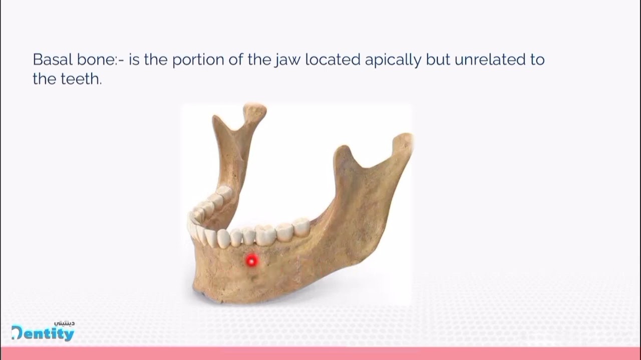 periodontology | 4th stage |alveolar bone | lec 4
