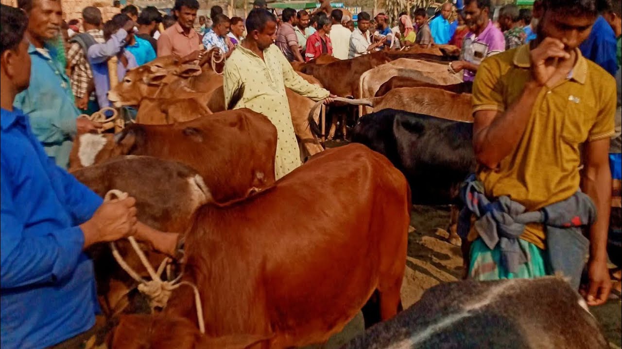 দশ হাজার টাকা থেকে ৩০ হাজার টাকার ভিতরে গরু গুলো দেখুন পানির দরে বিক্রি করছে 
