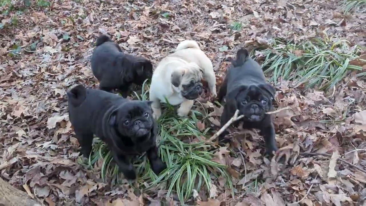 Play Time 