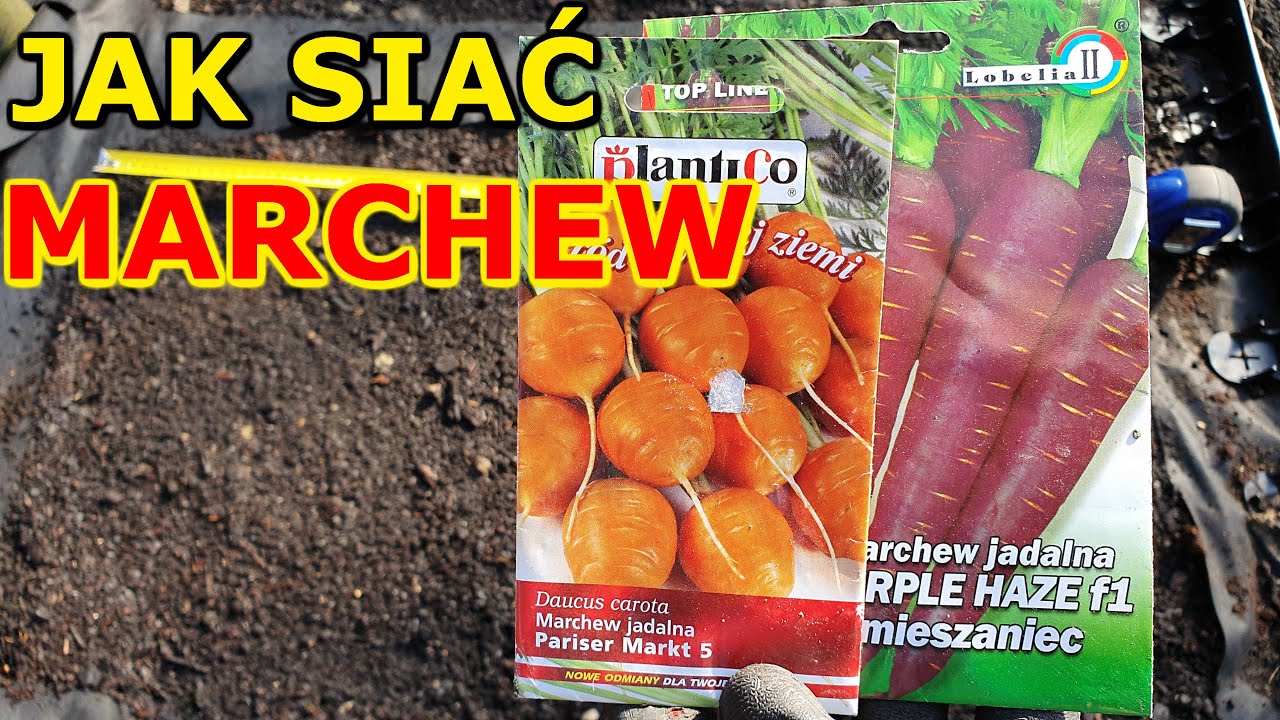 Jak i kiedy siać Marchew do Gruntu, Donicy | Uprawa Marchwi w ogrodzie