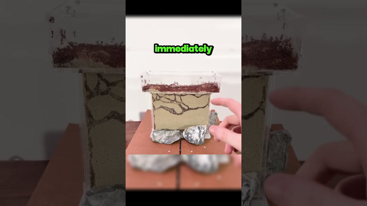 What Happens When an Earthquake Hits 1,000 Ants? 🤯🐜 (YT/TerraGreen1) #shorts