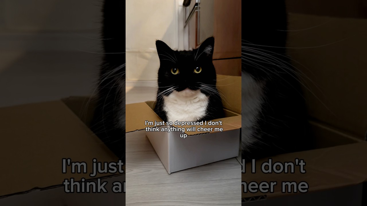 Bee Cat ✨  #catsofyoutube #cutecat #uni