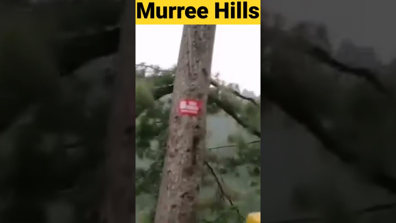 Murree Hills #shorts #youtubeshorts #youtube #pakistan #pakistani #nathiagali #murree #karachi