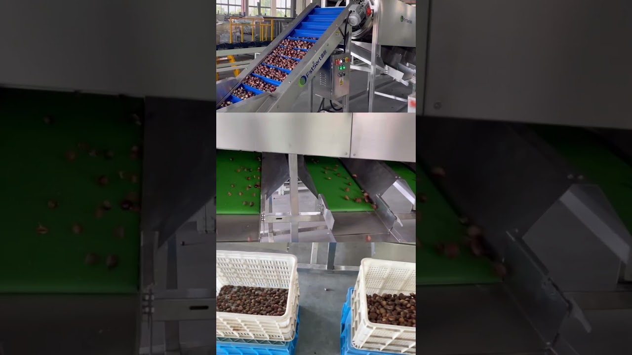 Chestnut grading machine macadamia nut size sorting machine nut processing line grader sorter