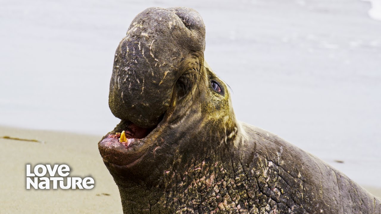 Elephant Seals Battle for Beachmaster Harem | Battle of the Alphas 105