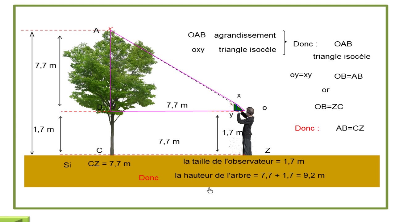 Estimation de la hauteur d'un arbre