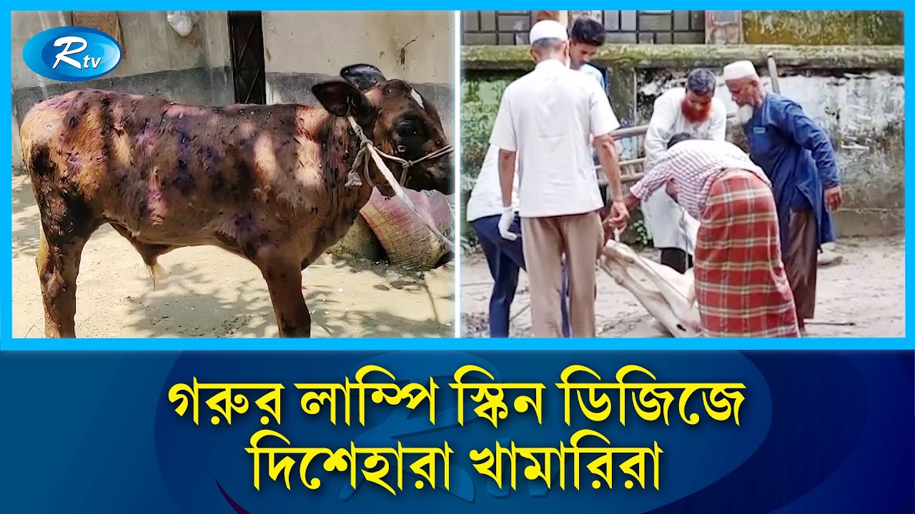 ঈদের আগে ছড়িয়ে পড়ছে গরুর লাম্পি স্কিন রোগ | Lumpy Skin Disease | Cattle Health | Rtv News