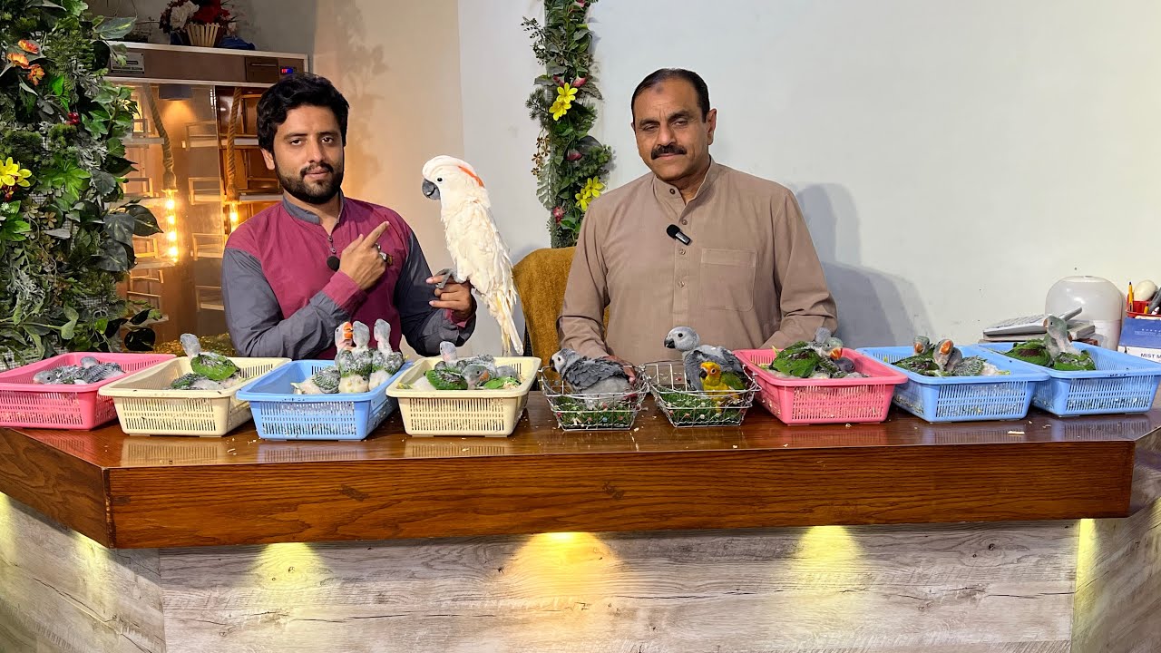 Multan Sunday Birds Rasheedabad 18 March 2023 latest Update​ I Part 2