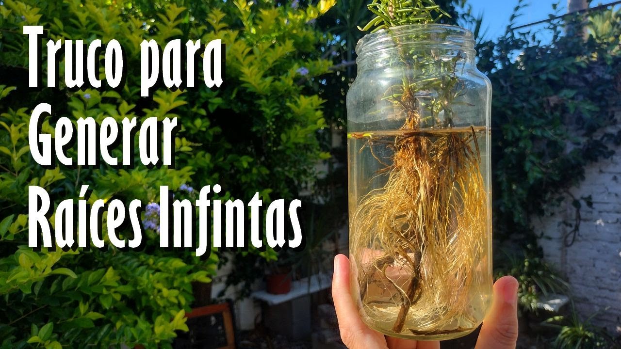 El Gran SECRETO para Generar Raíces INFINITAS