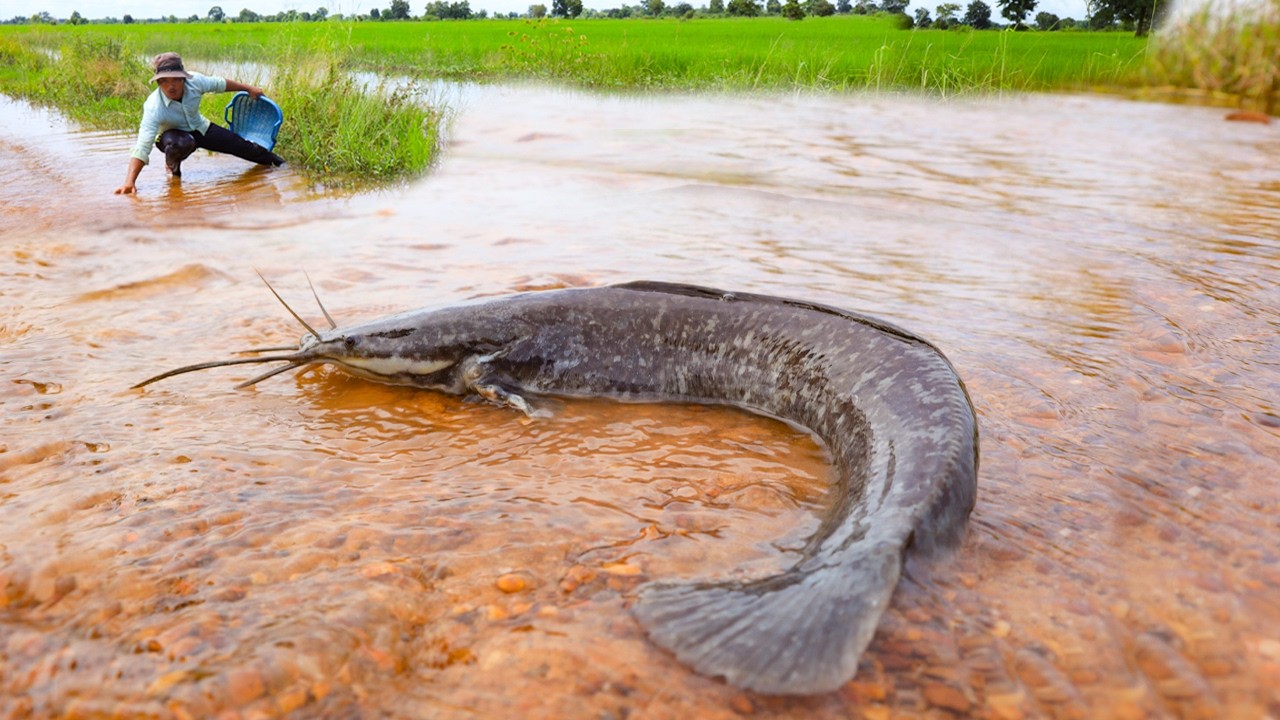 Unbelievable Big Catfish Found After Flood! Giant Catfish Caught in Shallow Flooded on the Road! 😱🐟