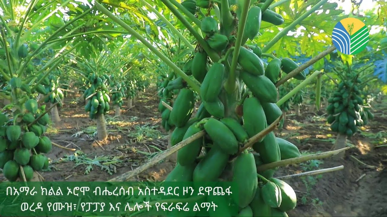 የአማራ ክልል ከፍተኛ አመራሮች በኦሮሞ ብሔረሰብ አስተዳደር ዞን ደዋጨፋ ወረዳ የሙዝ፣ የፓፓያ እና ሌሎች የፍራፍሬ ክላስተሮችን ጎብኝተዋል።