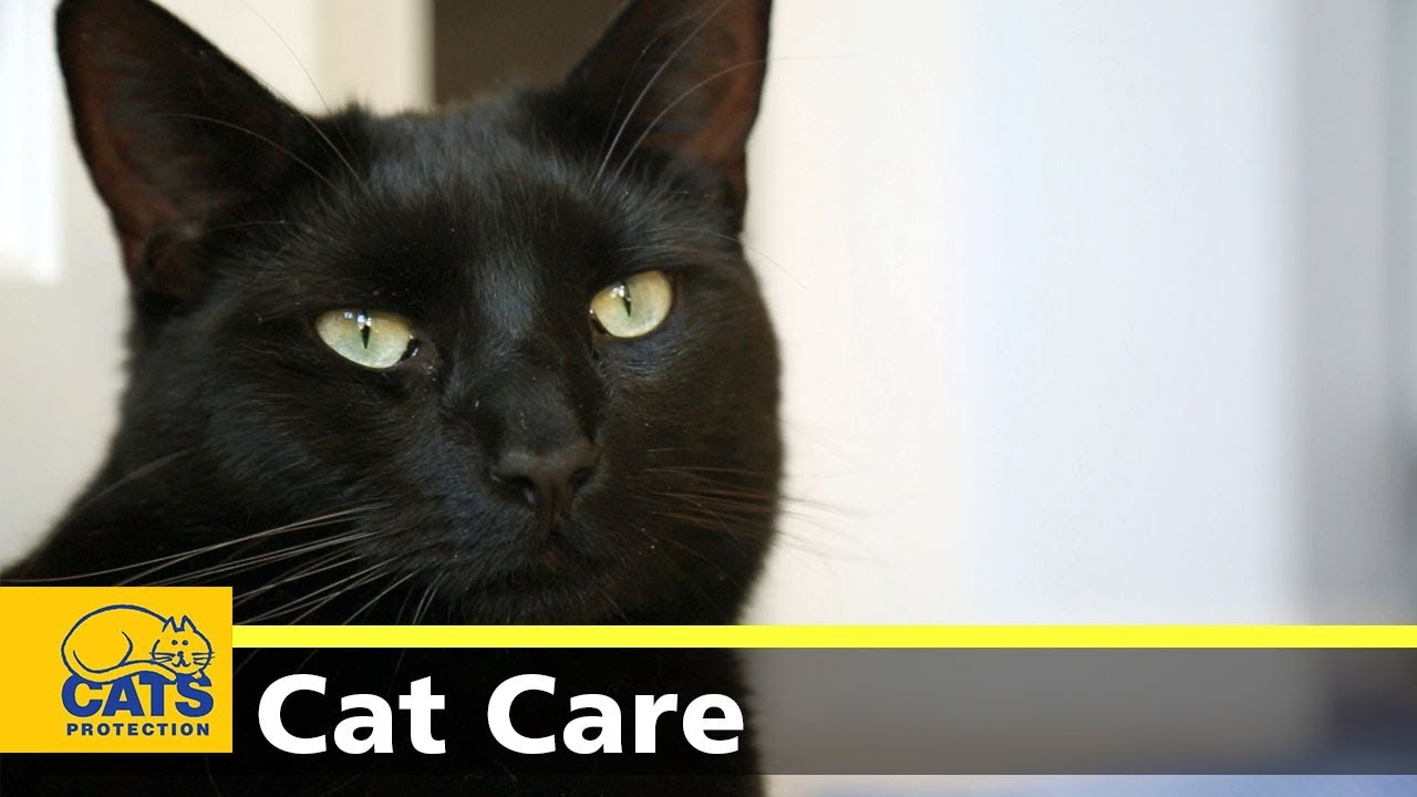 Adopting a cat with young children - Cats Protection's Kids and Kitties