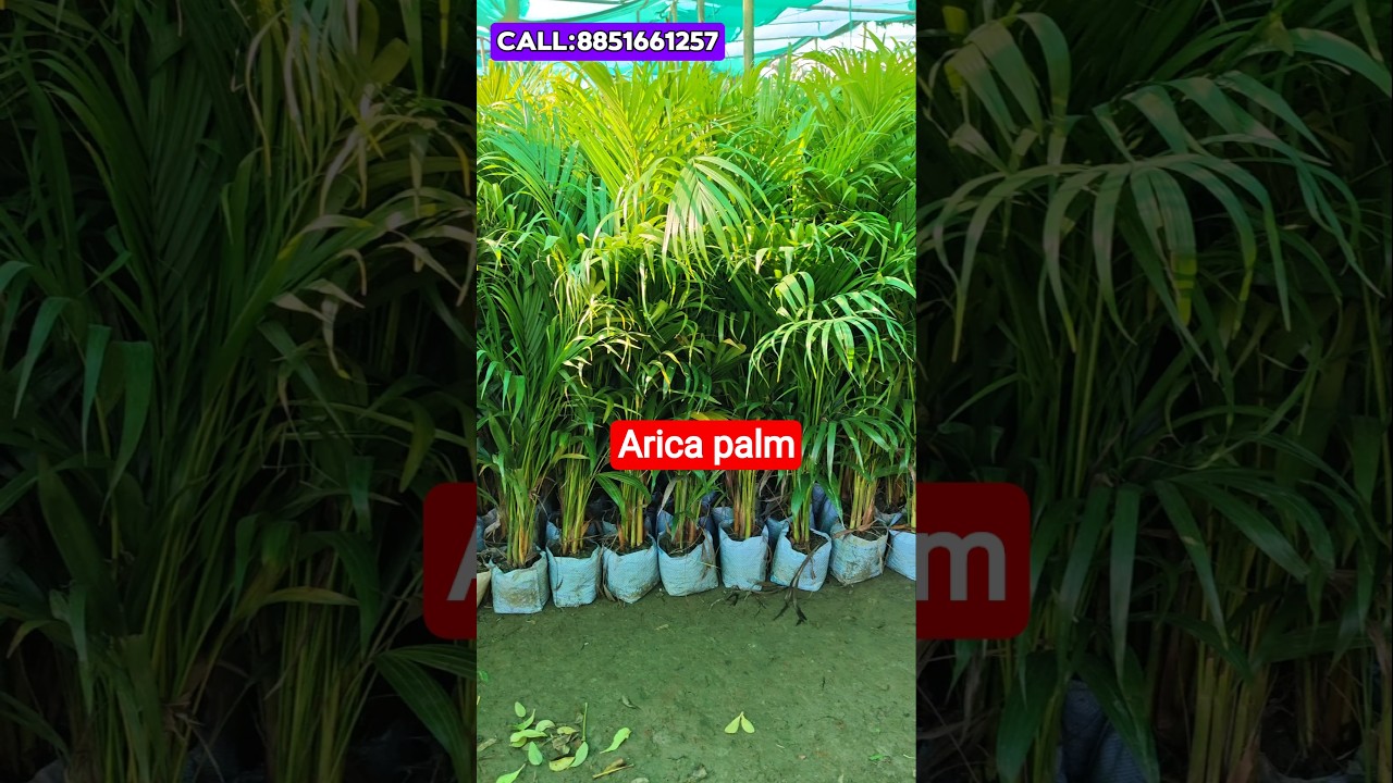 Areca Palm grow & care tips🌿 | Indoor & Outdoor Care