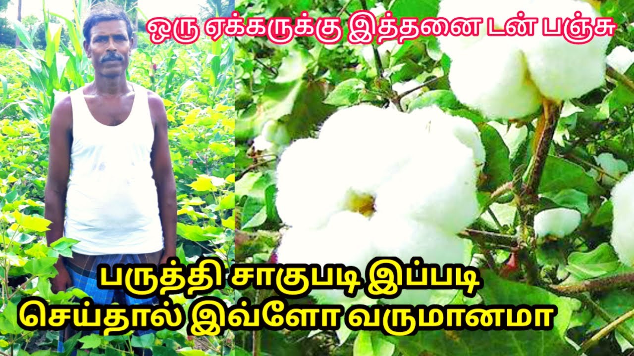 பருத்தி சாகுபடியில் இவ்ளோ வருமானமா | cotton cultivation in tamil | village thamizha village