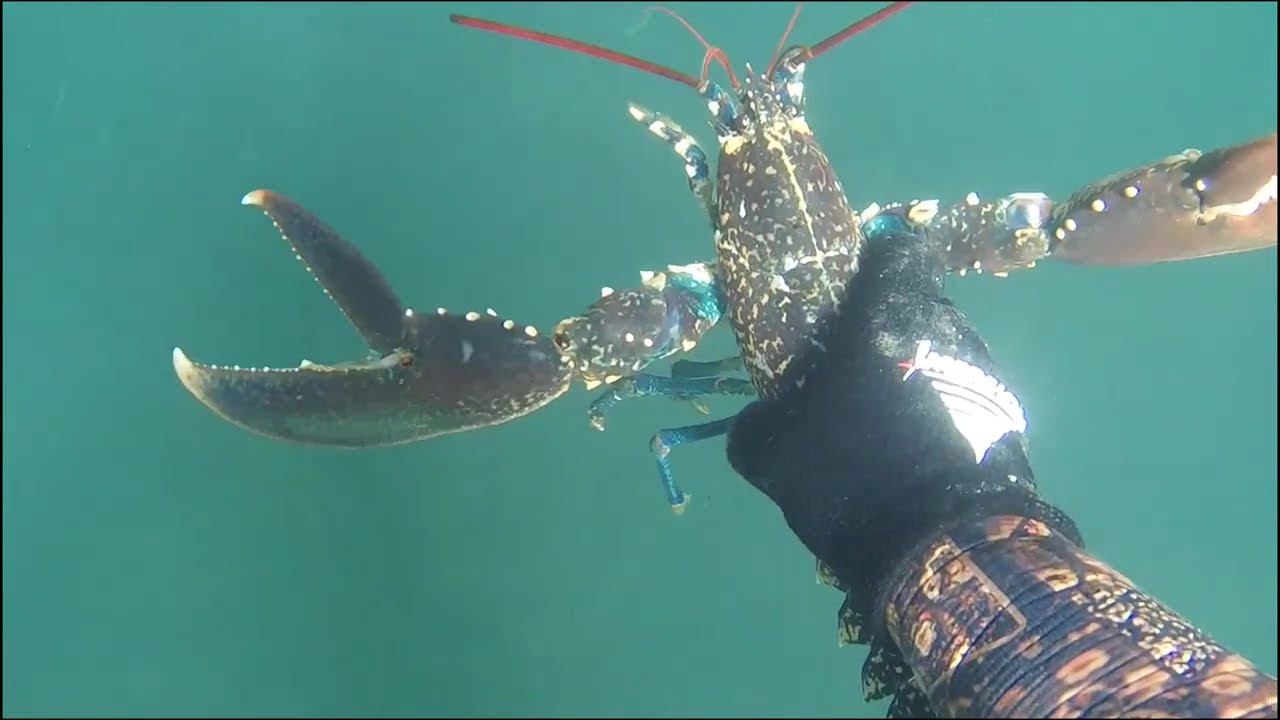 CHASSE SOUS-MARINE BRETAGNE SUD EL DANTECO 56 ,🦞🦞🐟🐟🦀🦑