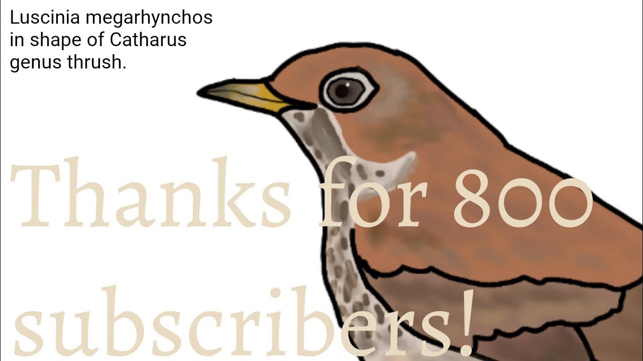 Time Lapse of Art-making - Common nightingale in shape of Catharus genus thrush (800 subs special)
