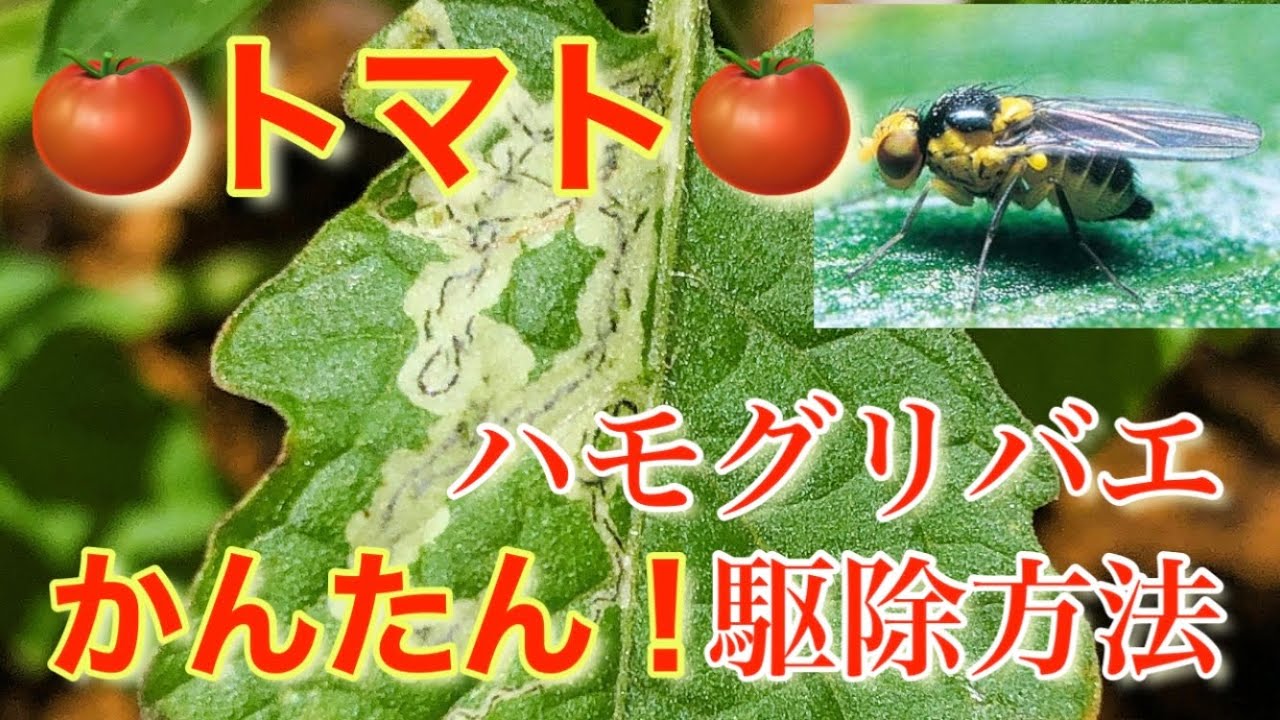 トマト【#ハモグリバエ】簡単な駆除方法※初心者向け　#ミニトマト #害虫　#トマト
