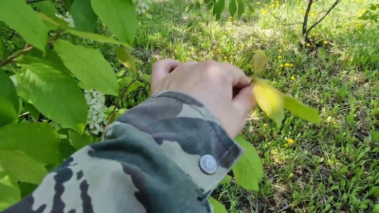 О черемухе, пользе, выращивании