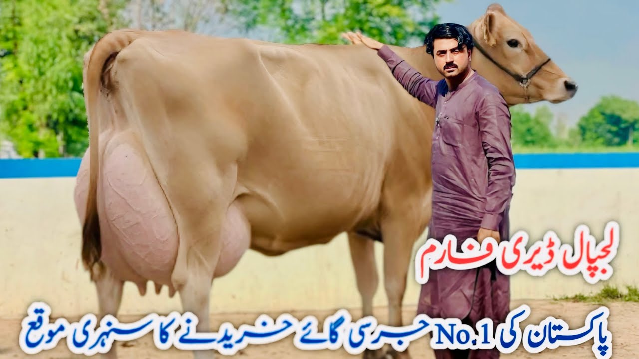 Lajpal Dairy Farm | Pakistan&rsquo;s No.1 Jersey cow | HF cows 