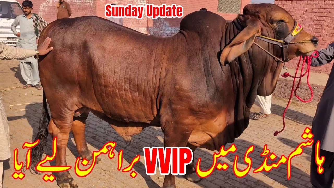 Hashim Mandi Main Nasli VVIP Brahman Bachray Lay Aya | Sunday Update | @SSTvs