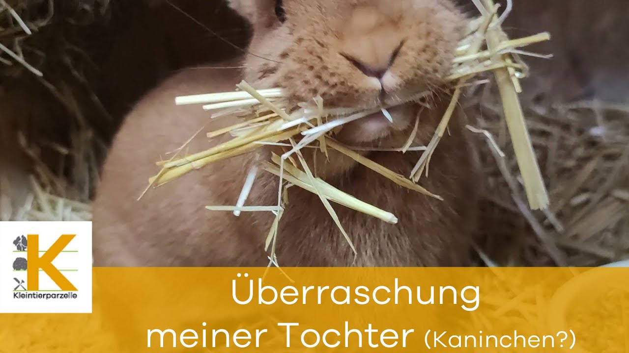 Kaninchen Überraschung meiner Tochter 🙂
