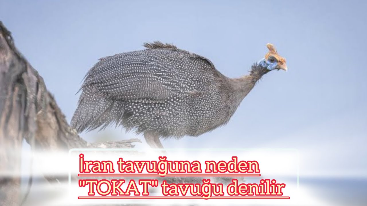 İran tavuğuna neden 