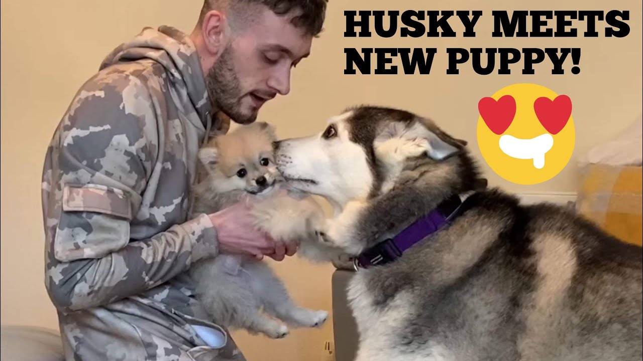 Husky Meets New Scared Puppy & Becomes Best Friends! [CUTEST VIDEO EVER!]