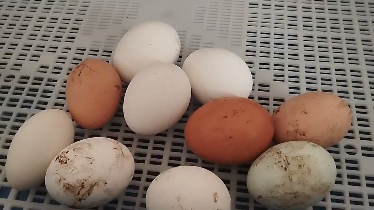 présentation de la couveuse borotto 49 oeufs