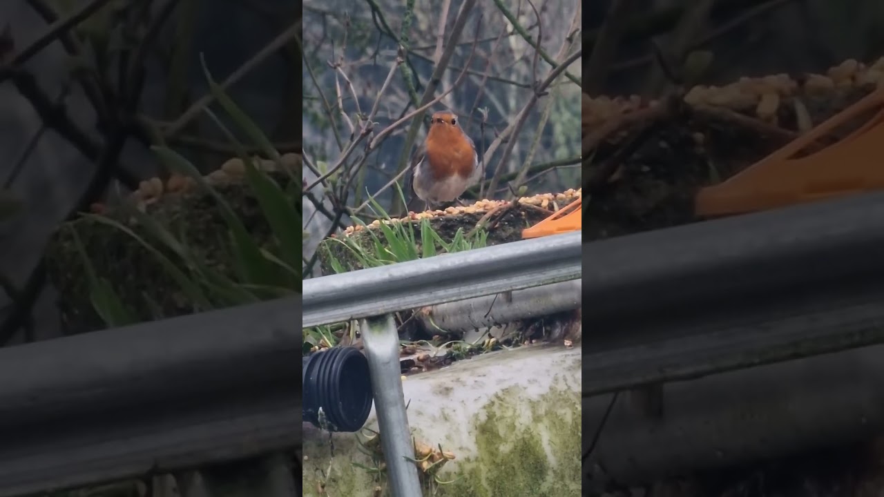 Wild birds nature noises 