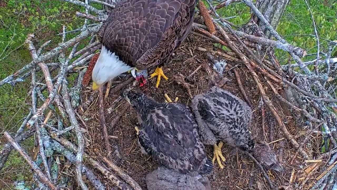 EP#406 #baldeagle Review birds in nest with nature #birdslovers #birdsounds #birdsnest #wildbirds