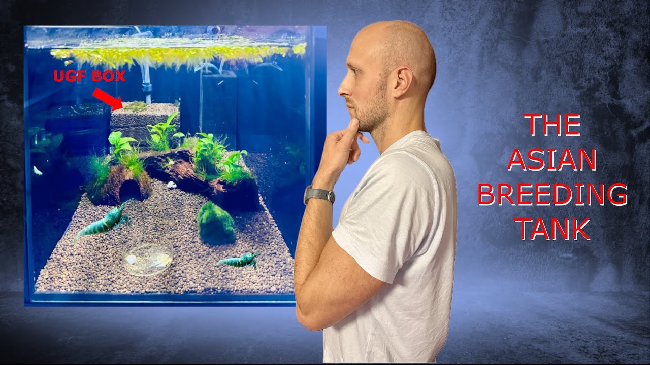 The Asian Style Breeding Tank with UGF for Caridina Blue Bolt Shrimps