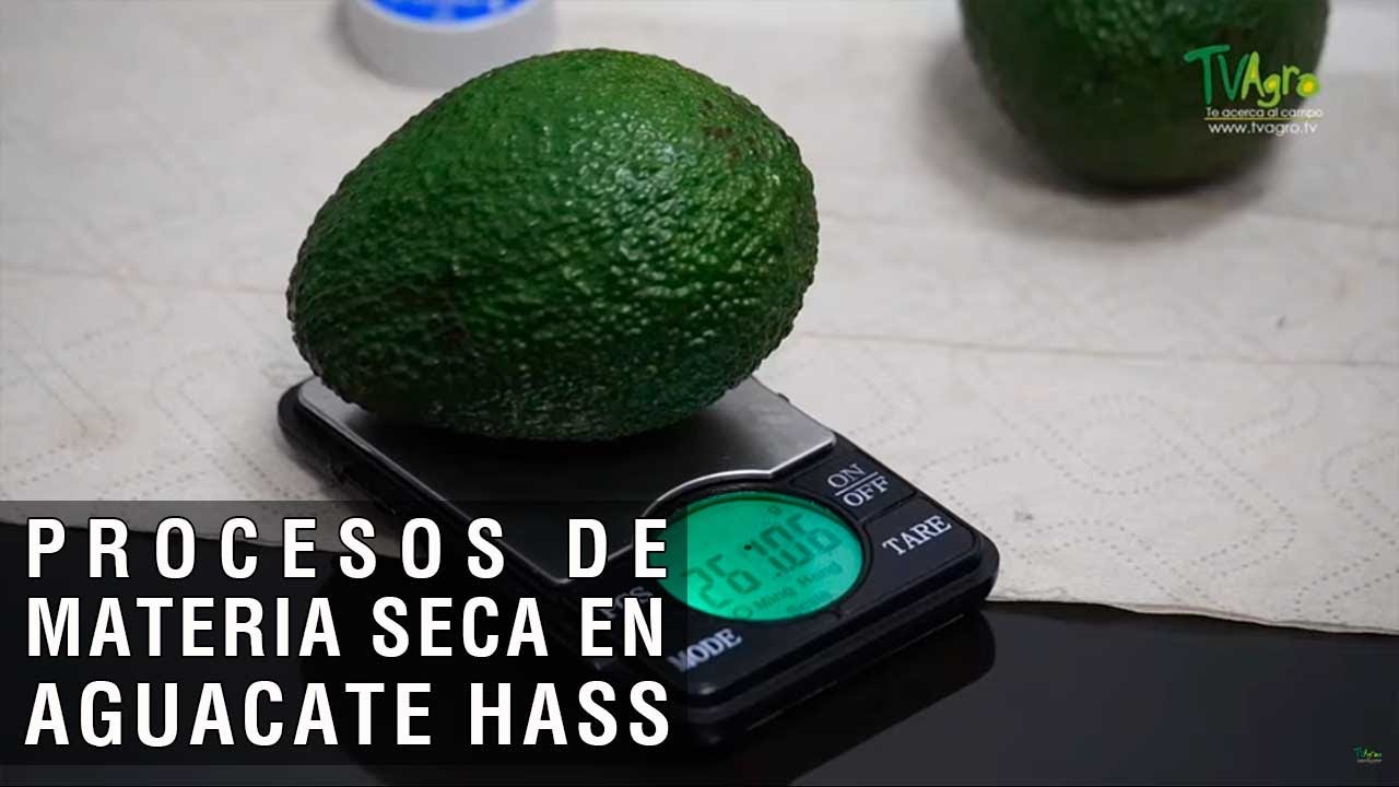 Procesos de materia seca en aguacate hass- TvAgro por Juan Gonzalo Angel Restrepo