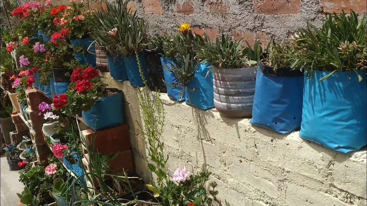 un tour por el jardín de mi terraza de geranios y más