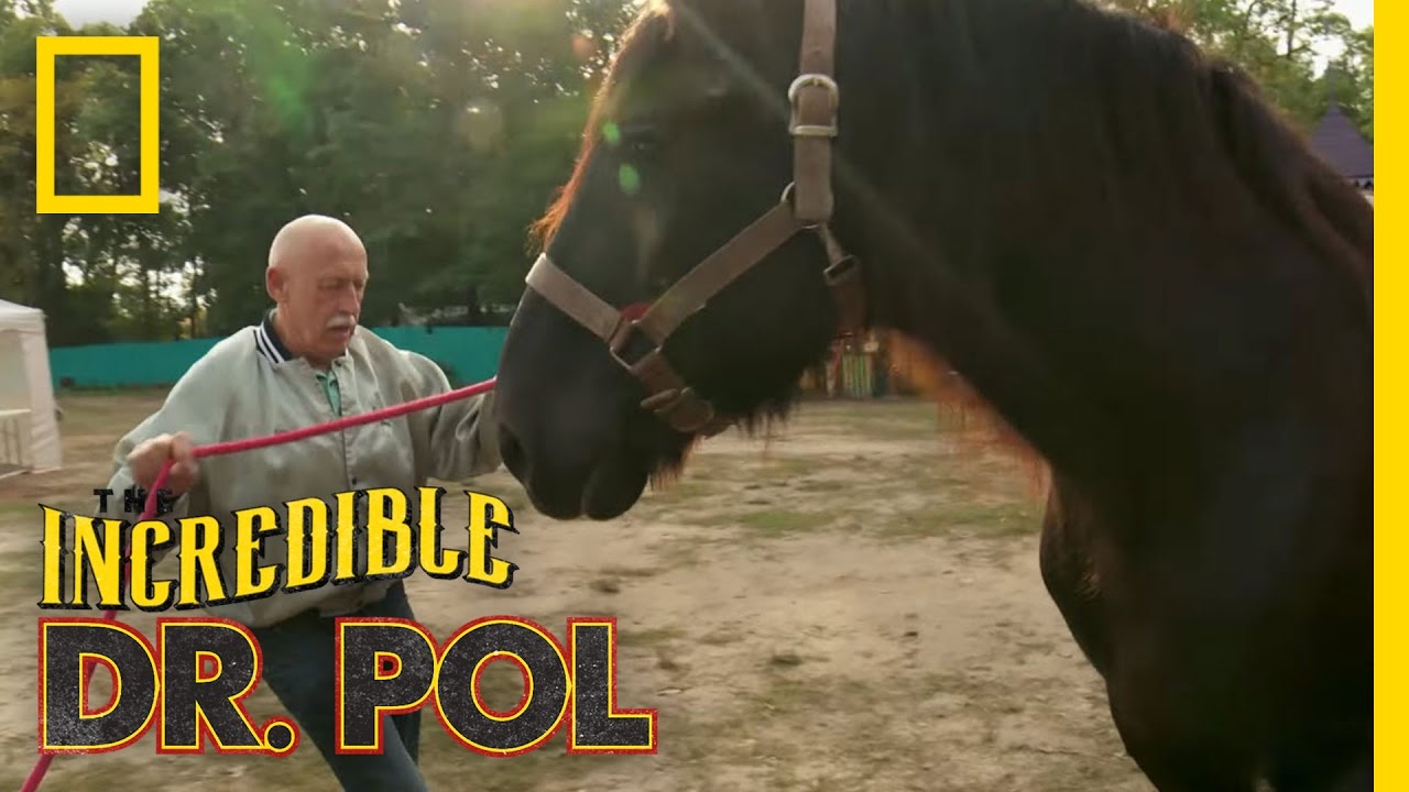 Maverick the Jousting Horse | The Incredible Dr. Pol