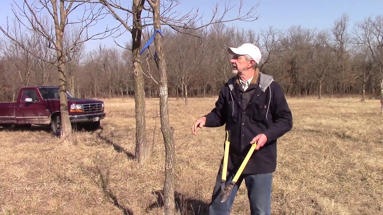 Winter Pruning