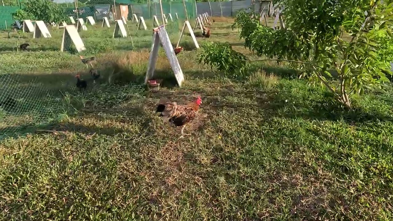 Tetans GameFarm #noanimalsharmed #chicken #goviral #amazing #satisfying 
