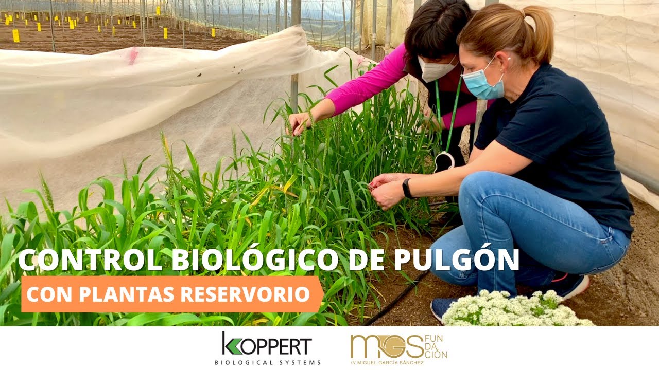 Grupo La Caña: Control biológico de pulgón en invernadero ecológico.