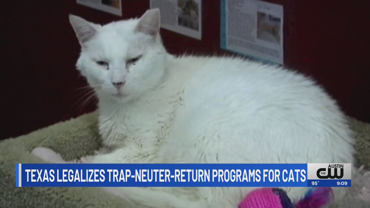 Texas legalizes statewide trap-neuter-return programs for cats