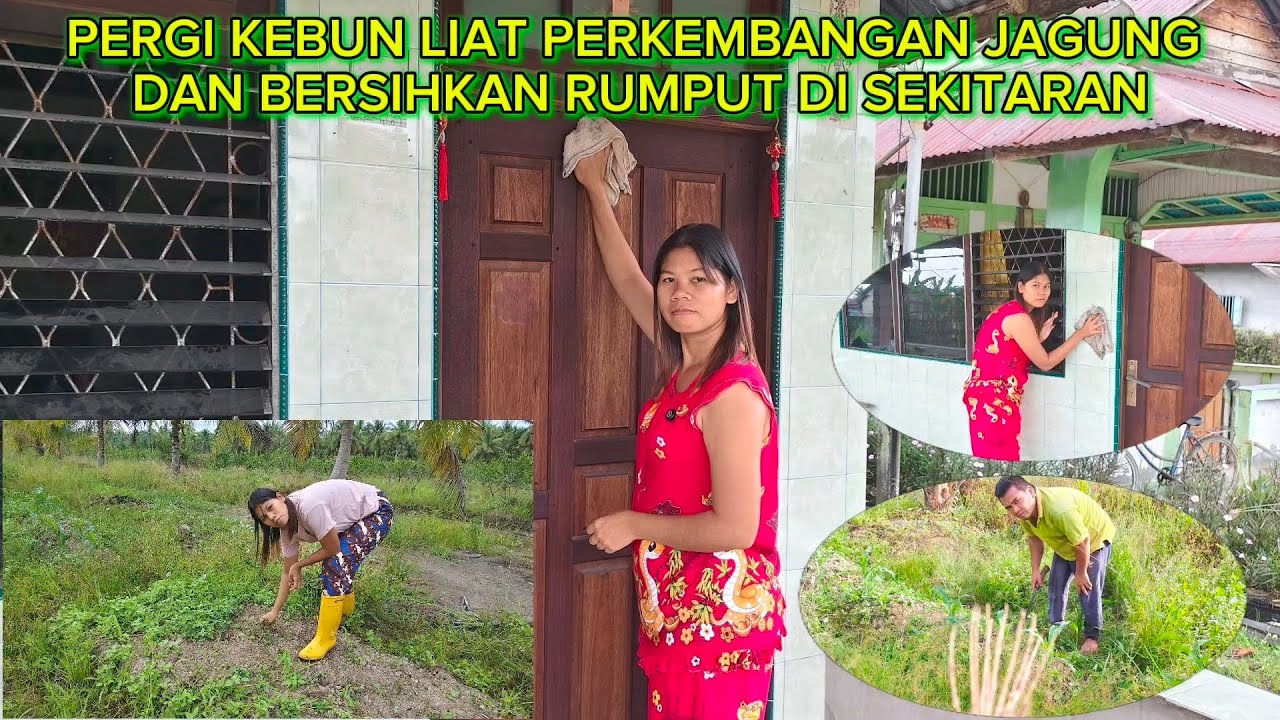 LAP KACA JENDELA DAN DINDING DEPAN RUMAH LANJUT LIAT PERKEMBANGAN JAGUNG