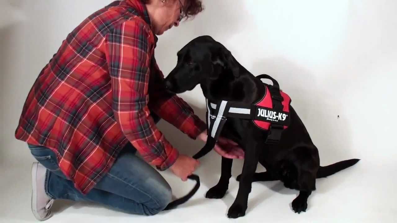 Julius K9 Y-Gurt Hundezubehör für K9 Hundegeschirr