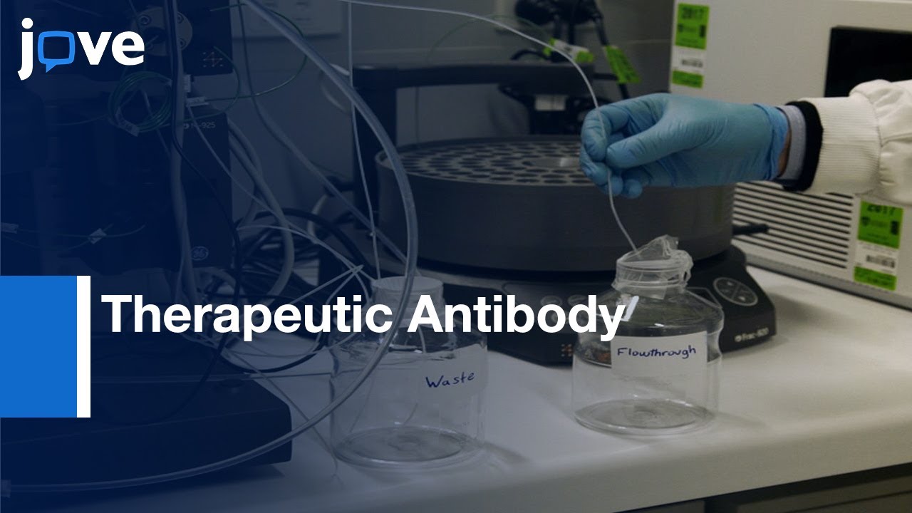 Therapeutic Antibody Purification and Production | Protocol Preview