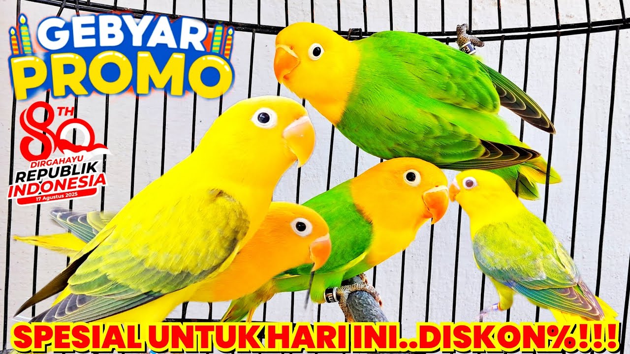 STOK LOVEBIRD BIOLA YELLOW FACE READY BOSKUH