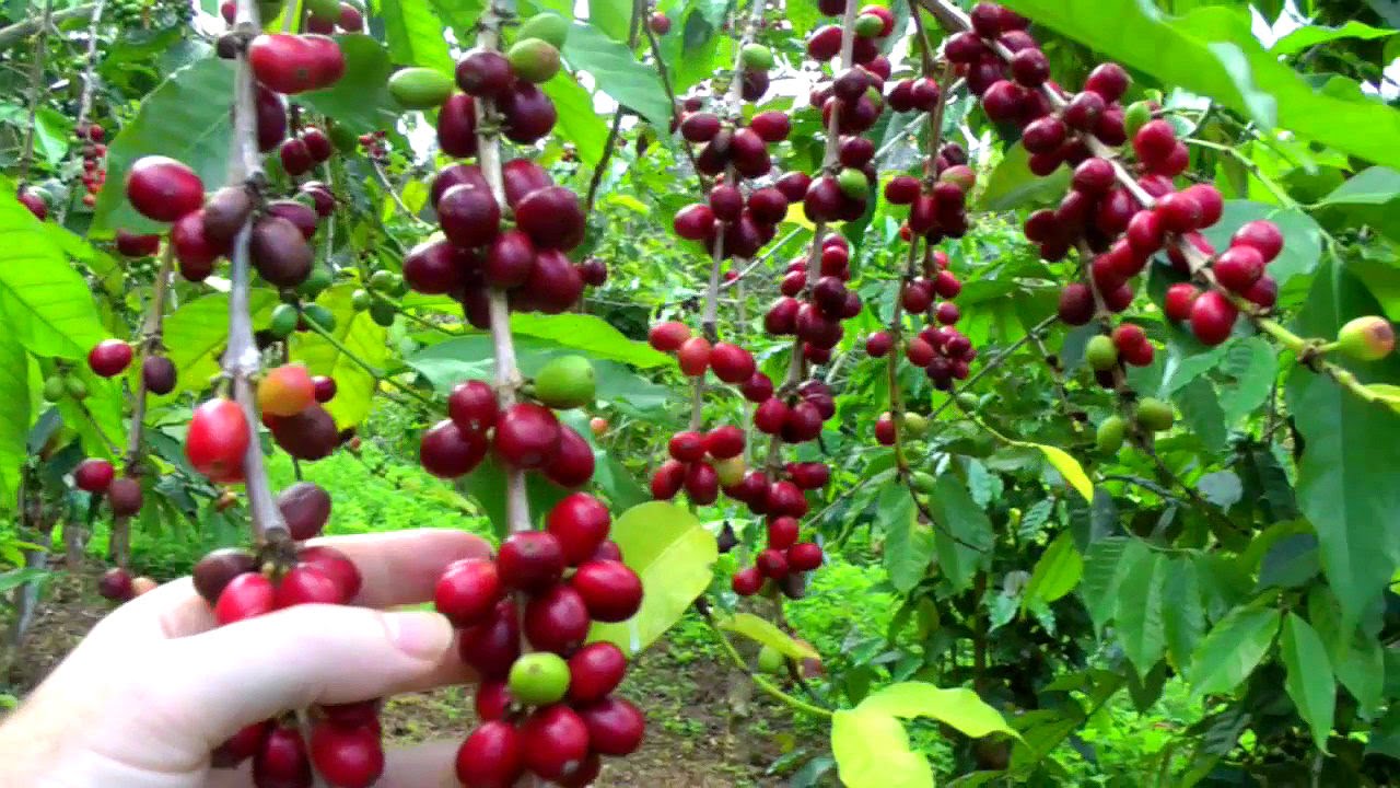 Приготовьте чашку кофе с нуля | Coffea arabica | Видео