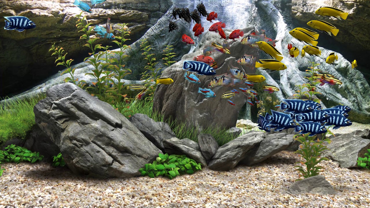 Dream Aquarium - Mixed #7 (4K)