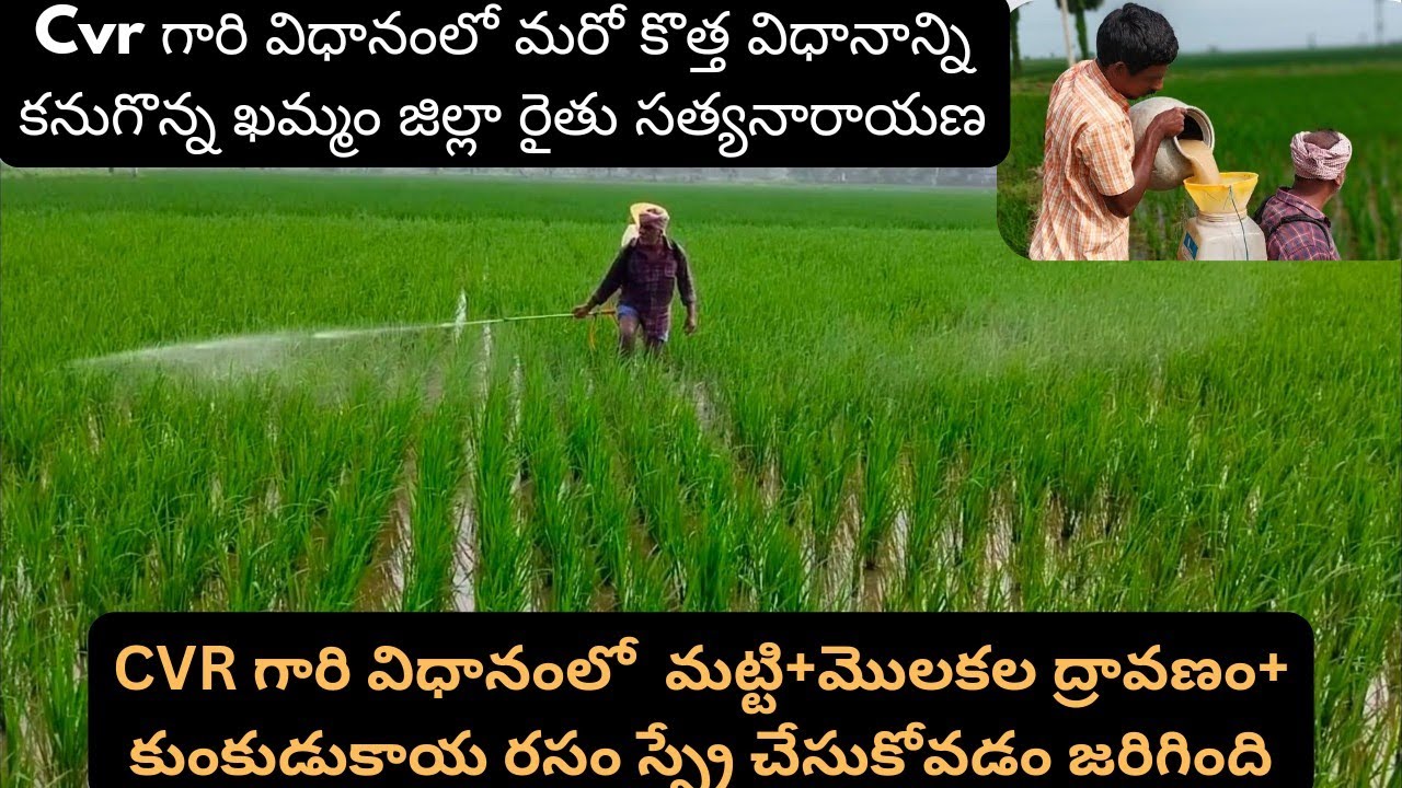 Part-4 || 3rd Spray In Cvr Method (మట్టి+మొలకల ద్రావణం+కుంకుడుకాయ రసం) స్ప్రే చేసుకోవడం జరిగింది.